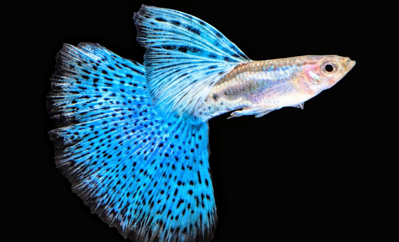 Fish reveal surprising learning skills in natural habitats