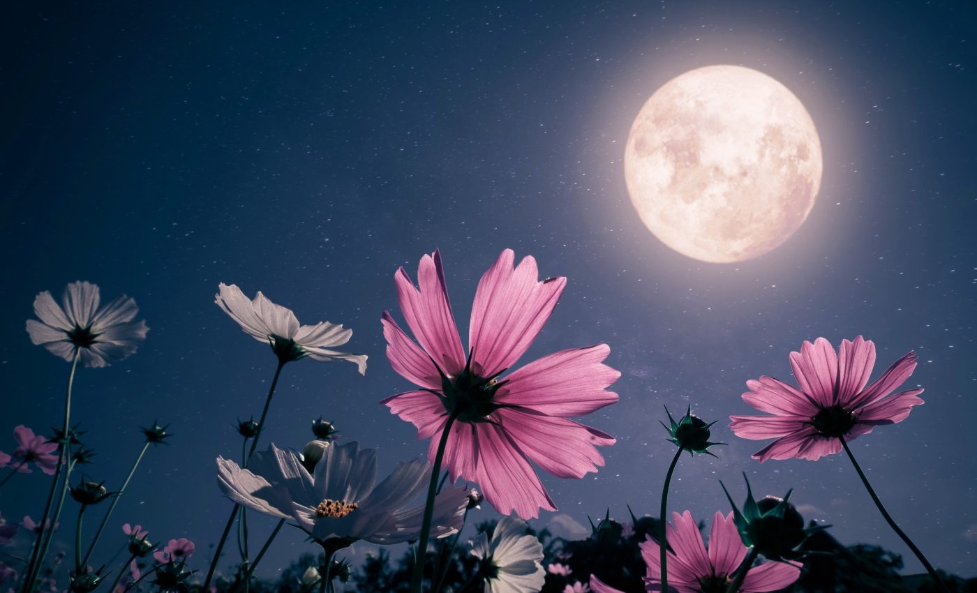 Tonight's Flower Moon completes 2025's micromoon trilogy