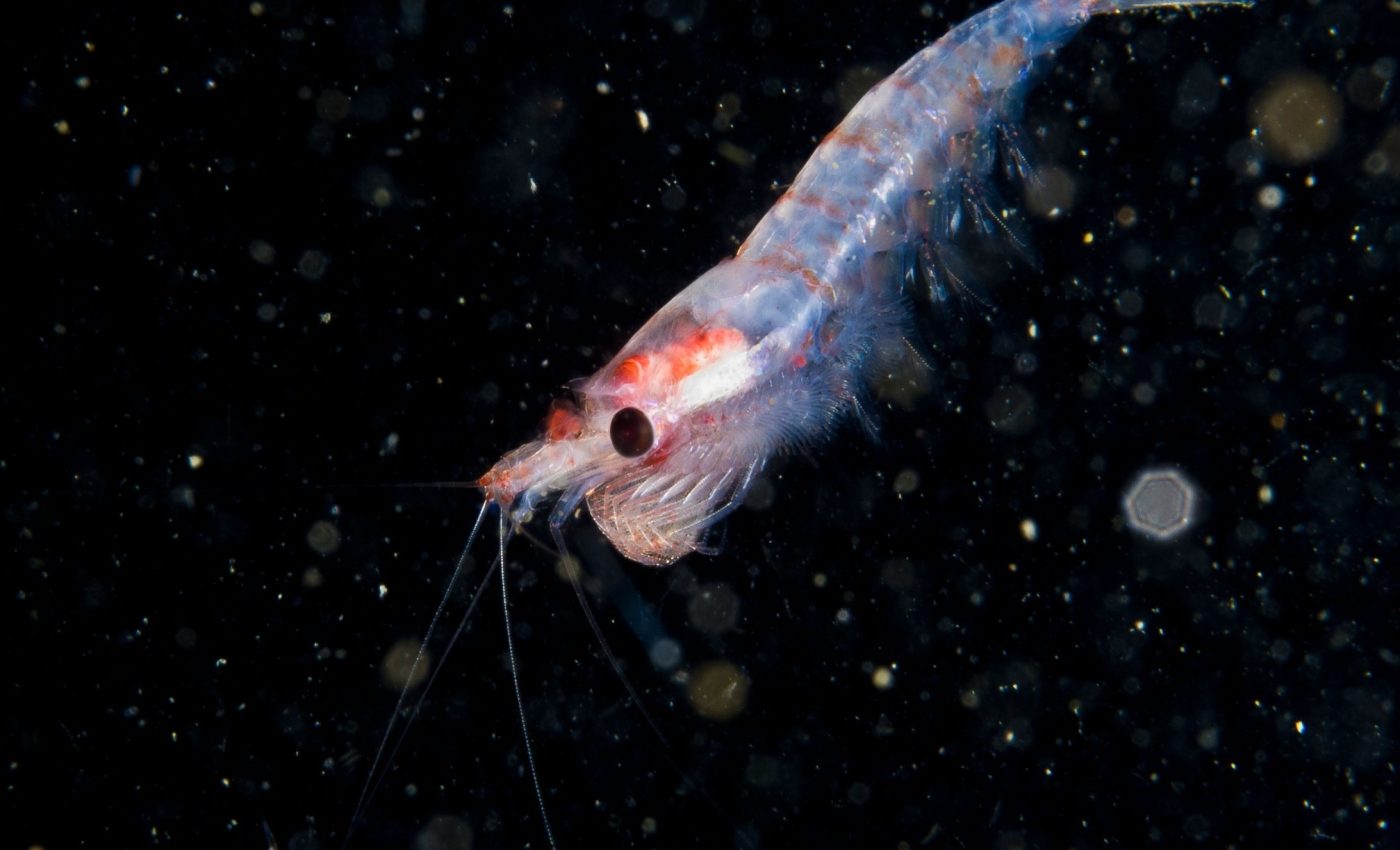Antarctic krill keep time in a world of endless days, or nights