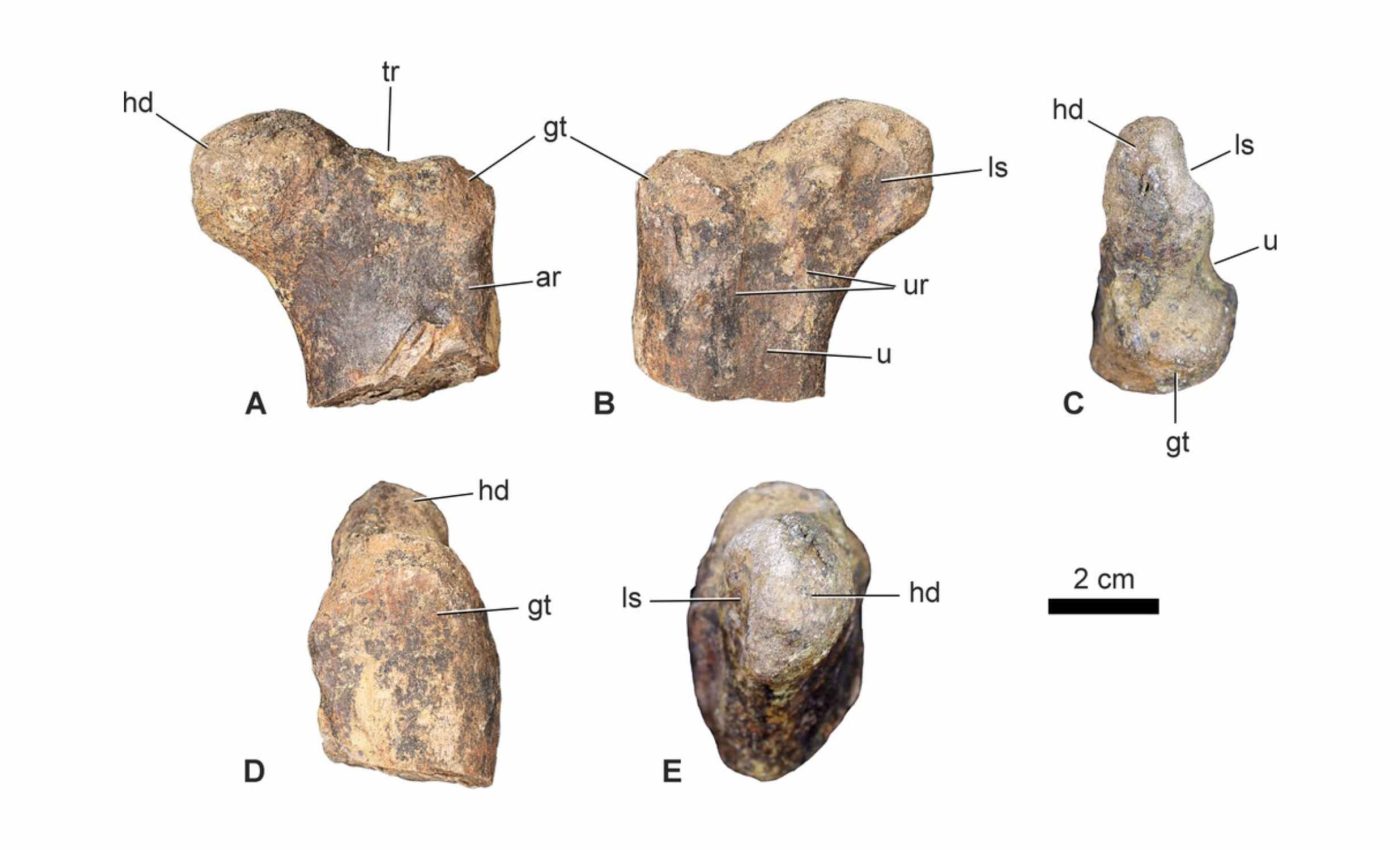 World's oldest ceropode has been found: A 165-million-year-old femur