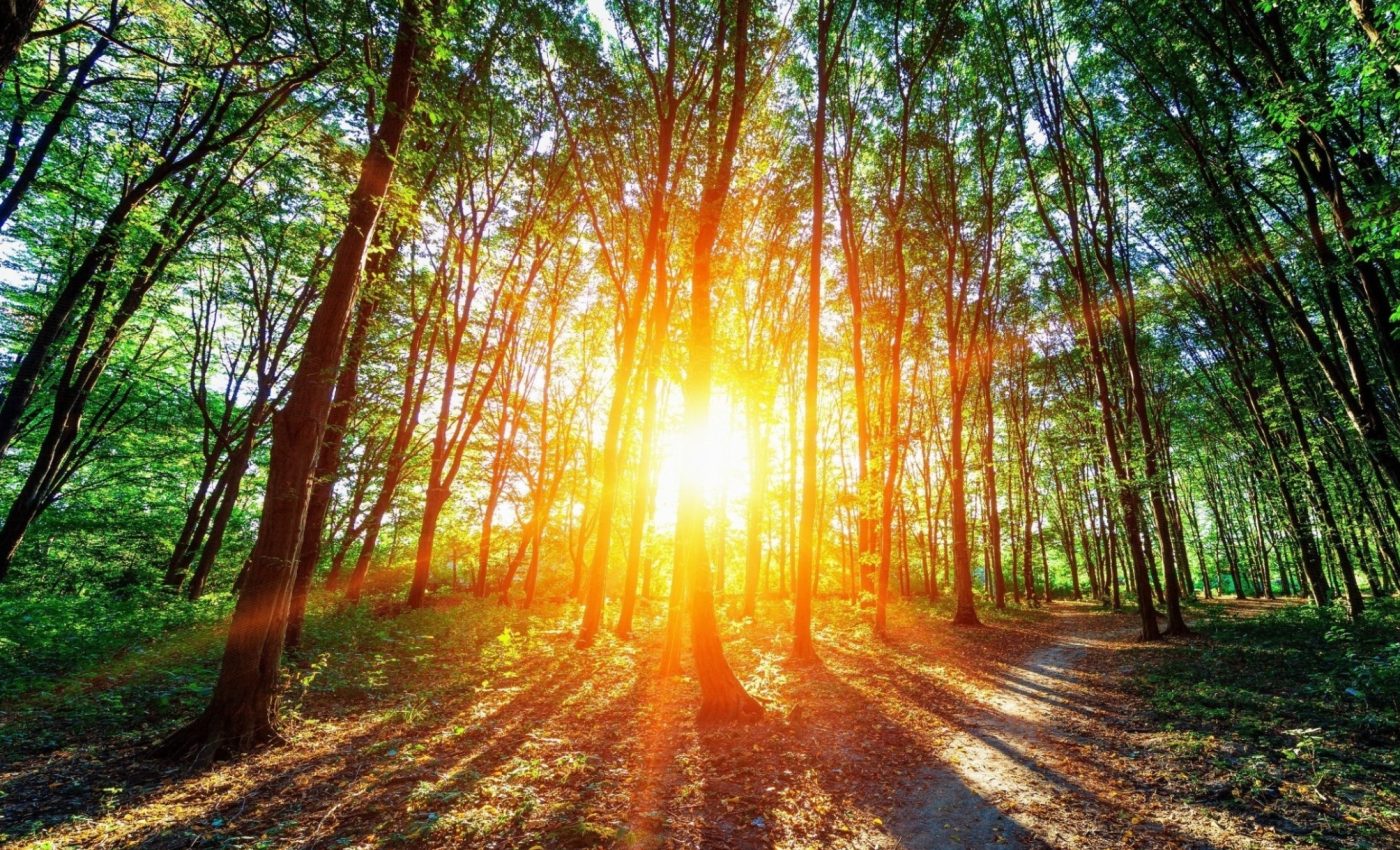 Experts use sunlight to capture carbon