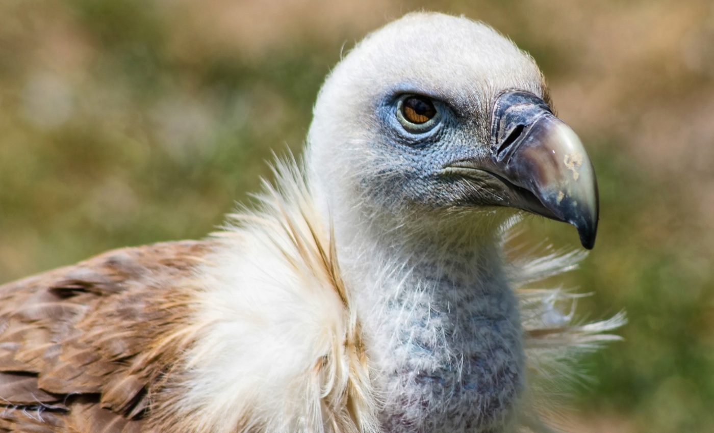 Vanishing vultures may threaten public health