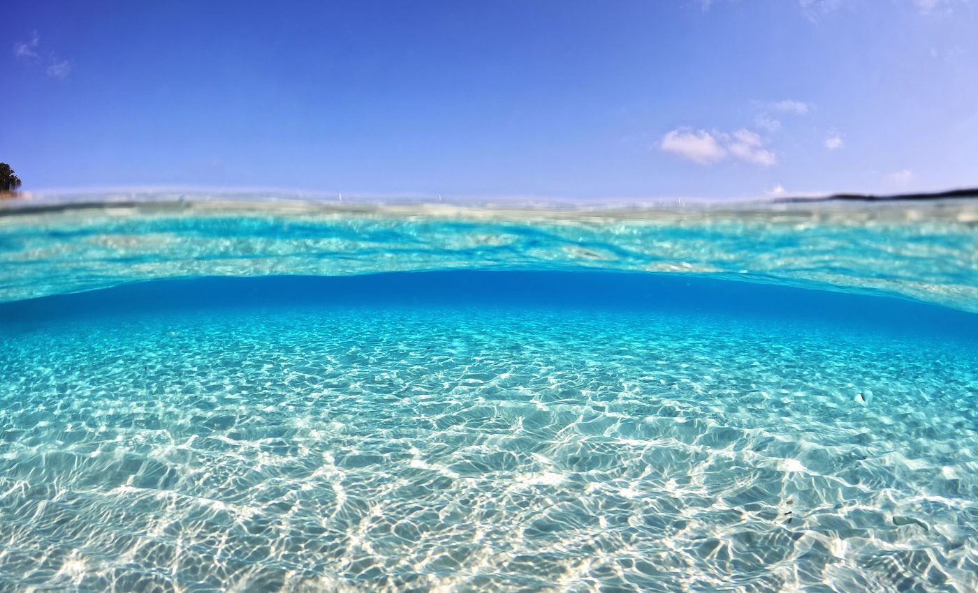 What would happen if all ocean life disappeared? Scientists found out, and it's not good