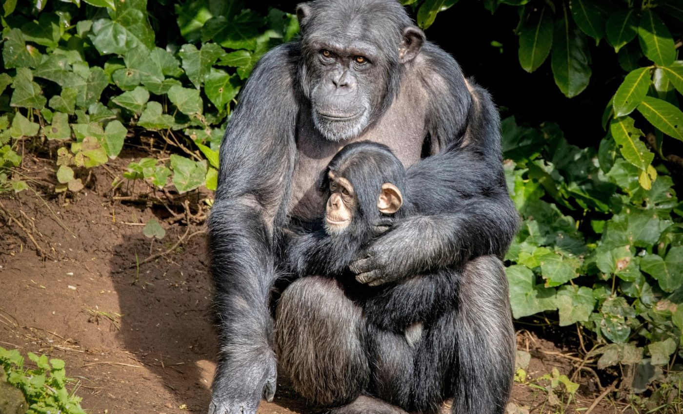 What wild chimpanzees can teach us about parenting