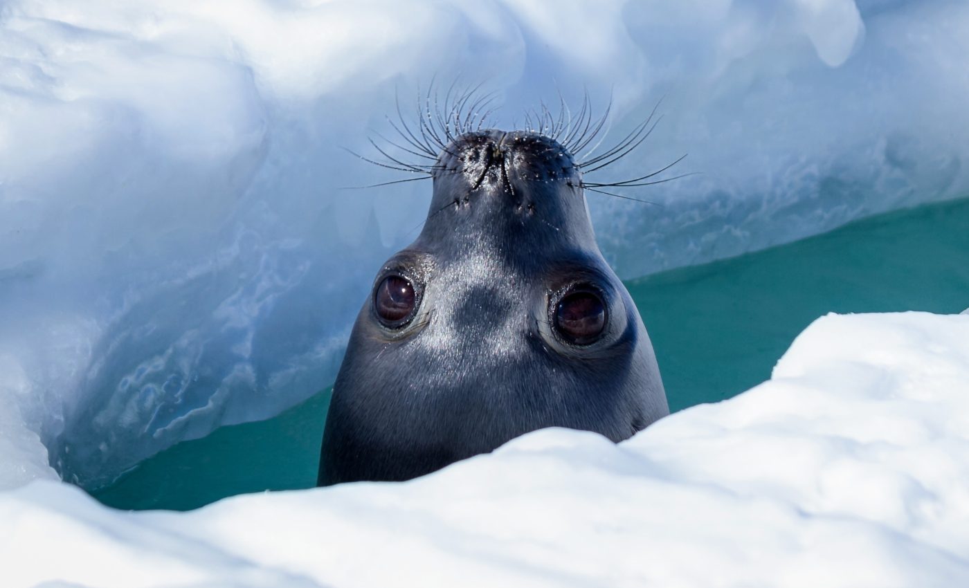 Hidden rivers accelerate the melting of Antarctica’s ice sheets