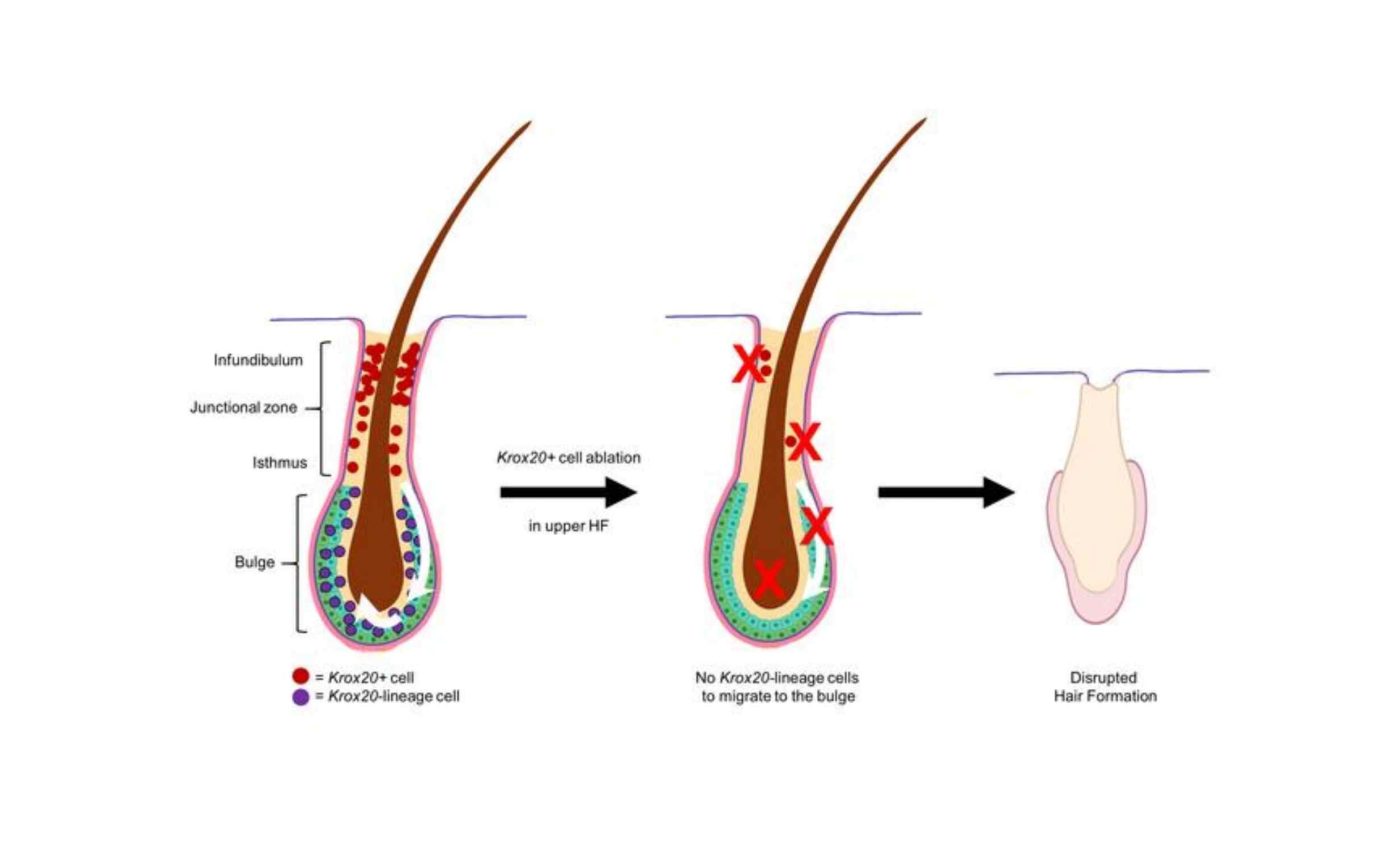 Scientists discover hidden stem cells that could reactivate hair growth