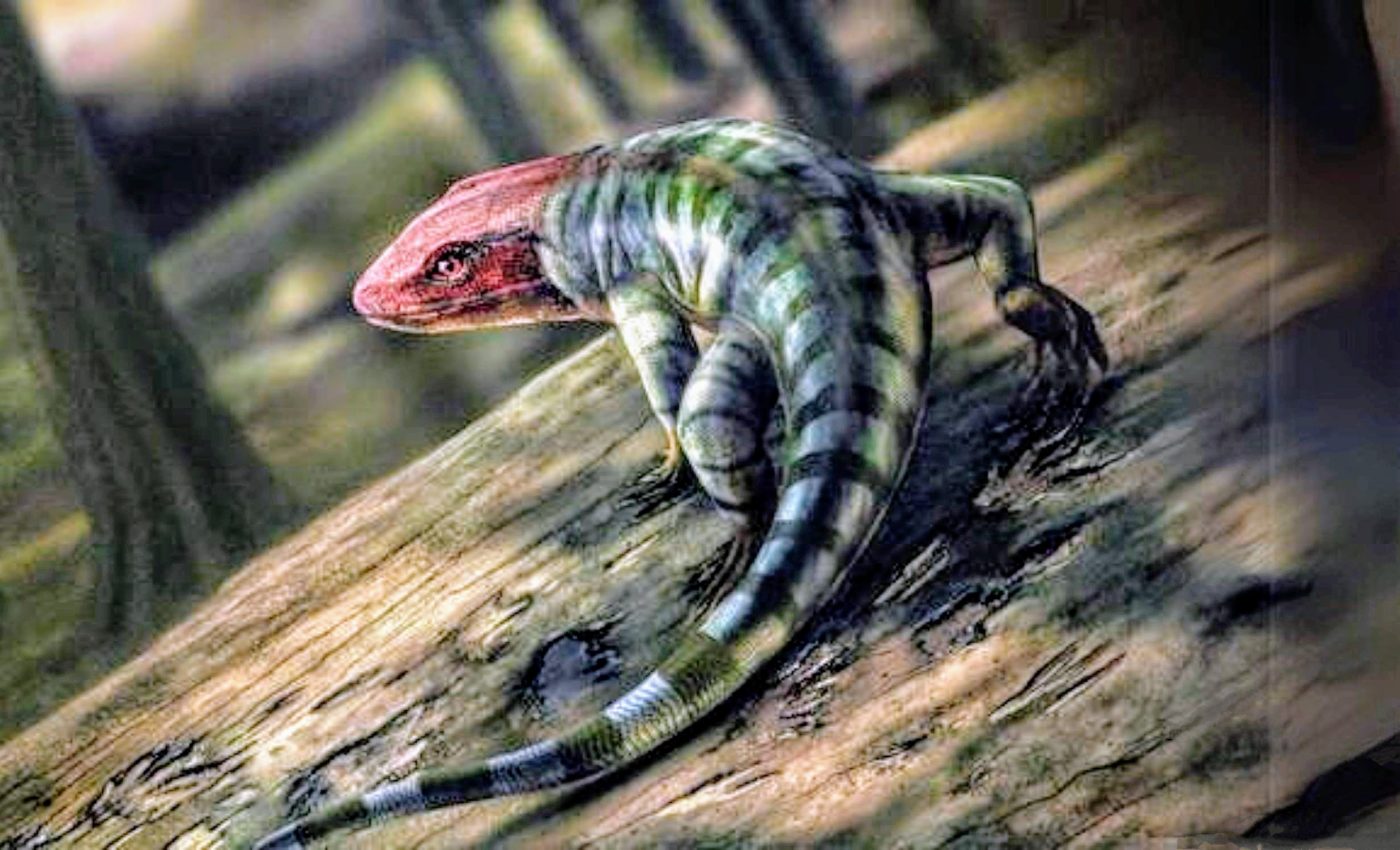 Animal evolution theory turned upside down by new fossil discovery