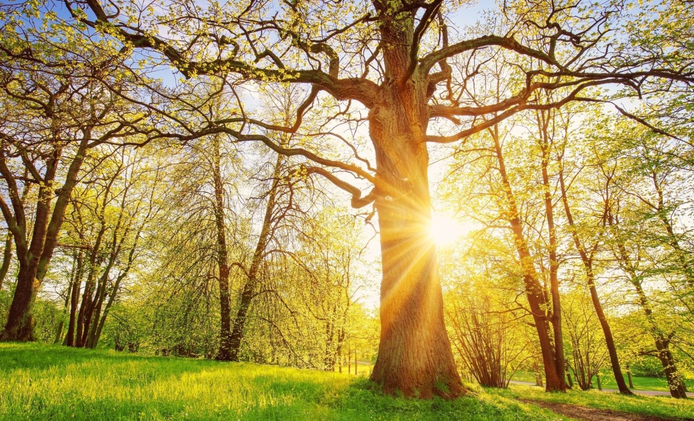 Living near nature helps reduce bad habits like smoking