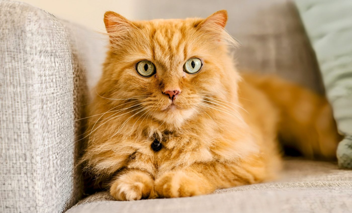 Why are some cats orange? Scientists have finally found the answer