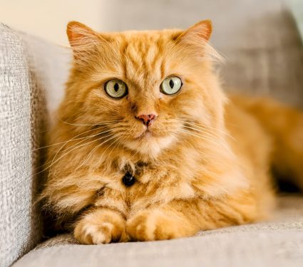 2025/05/Orange-cat.jpg