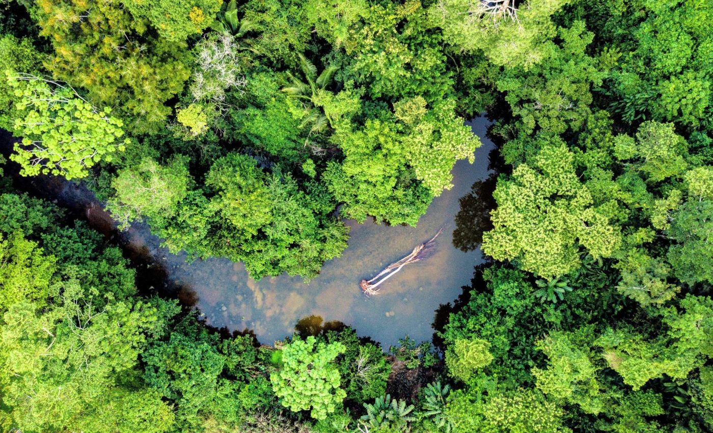 Amazon forests can survive drought - but it comes at a high cost