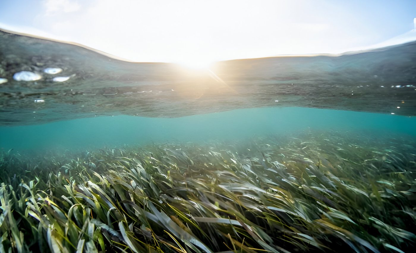 Seagrass meadows still thrive on Florida's Nature Coast