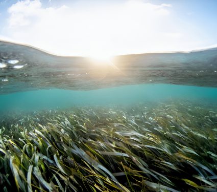 2025/05/Florida-coast-seagrass-meadows.jpg