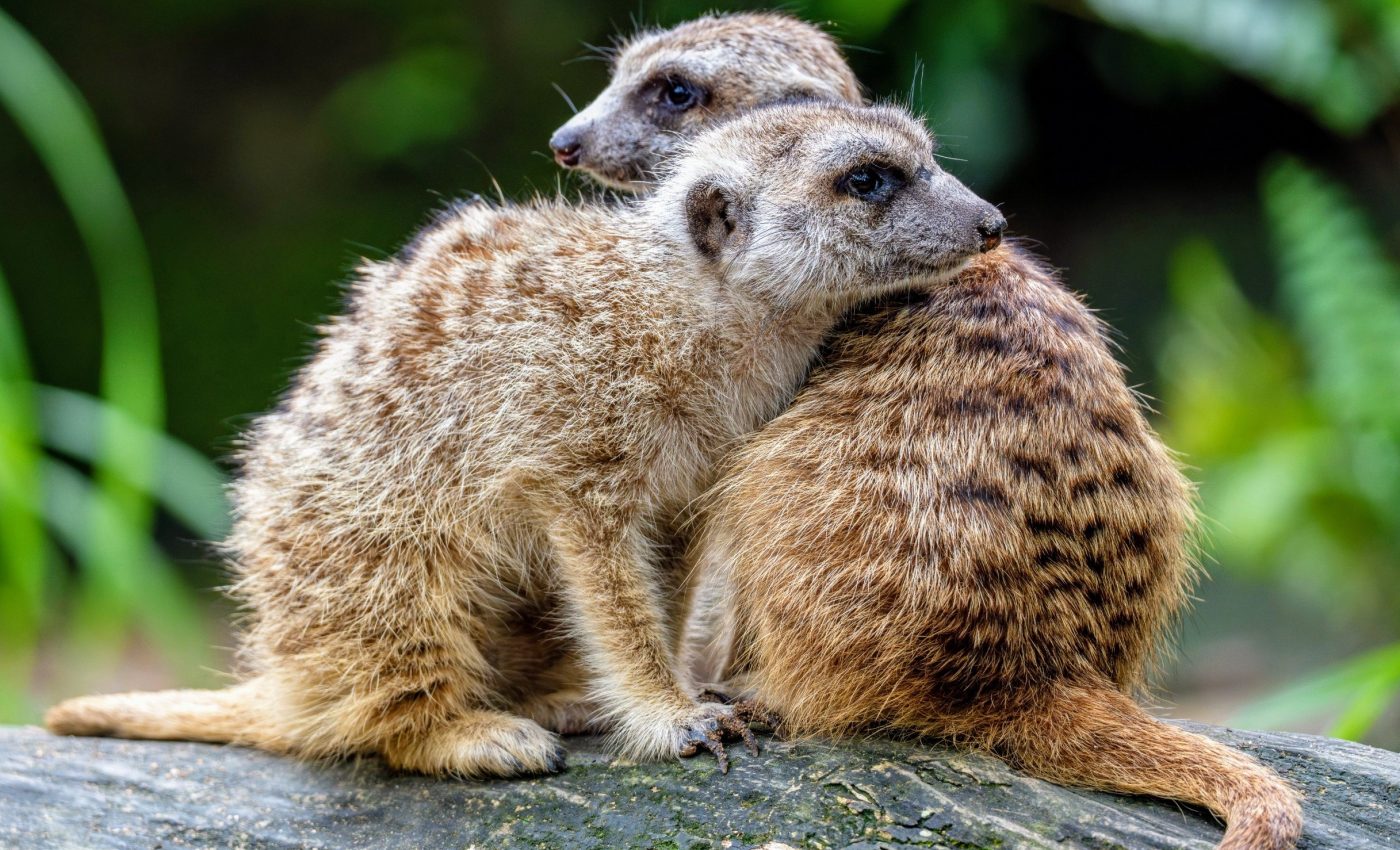 Animals share hidden behavior patterns across continents