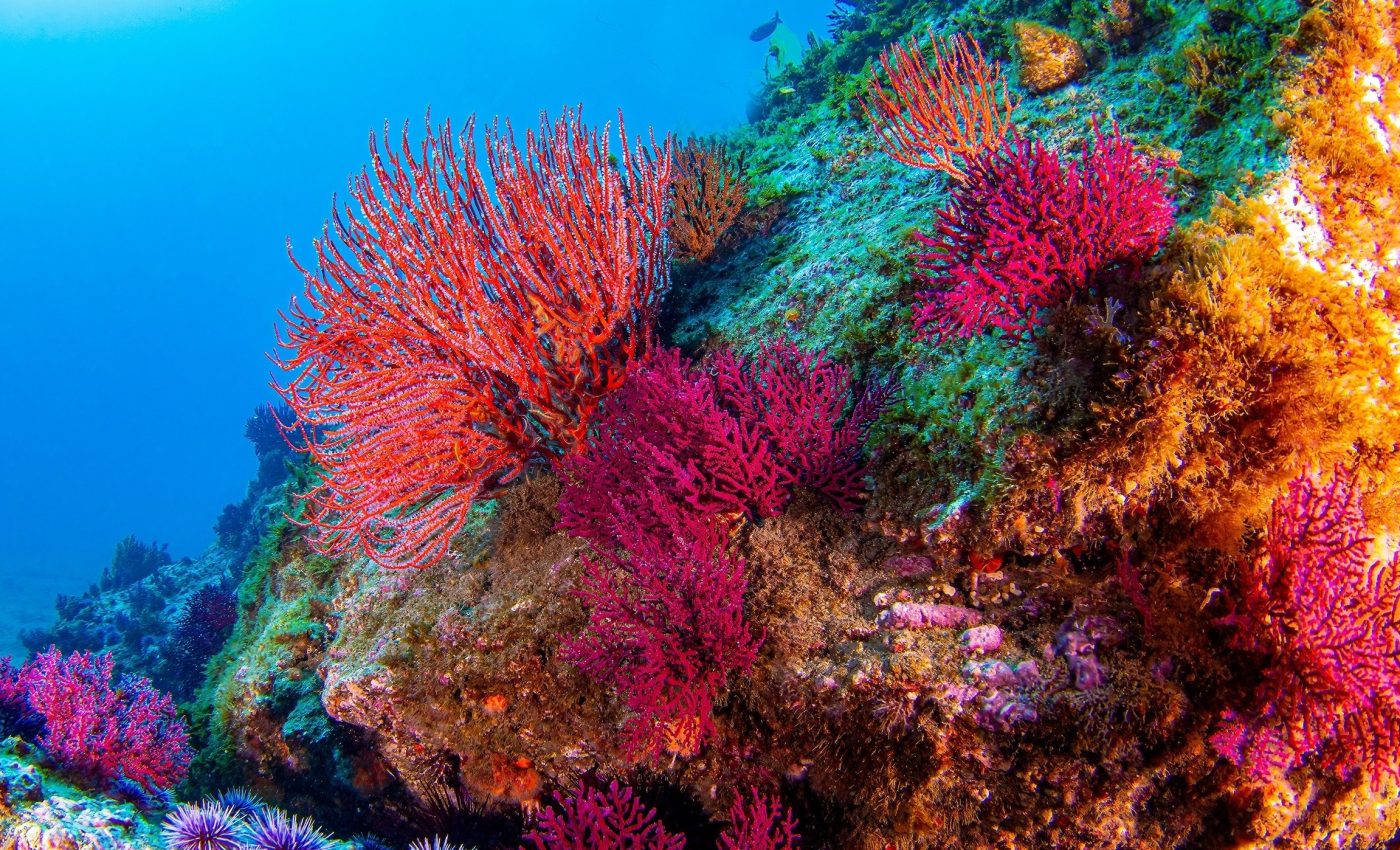Microbes offer new ways to monitor coral reef health