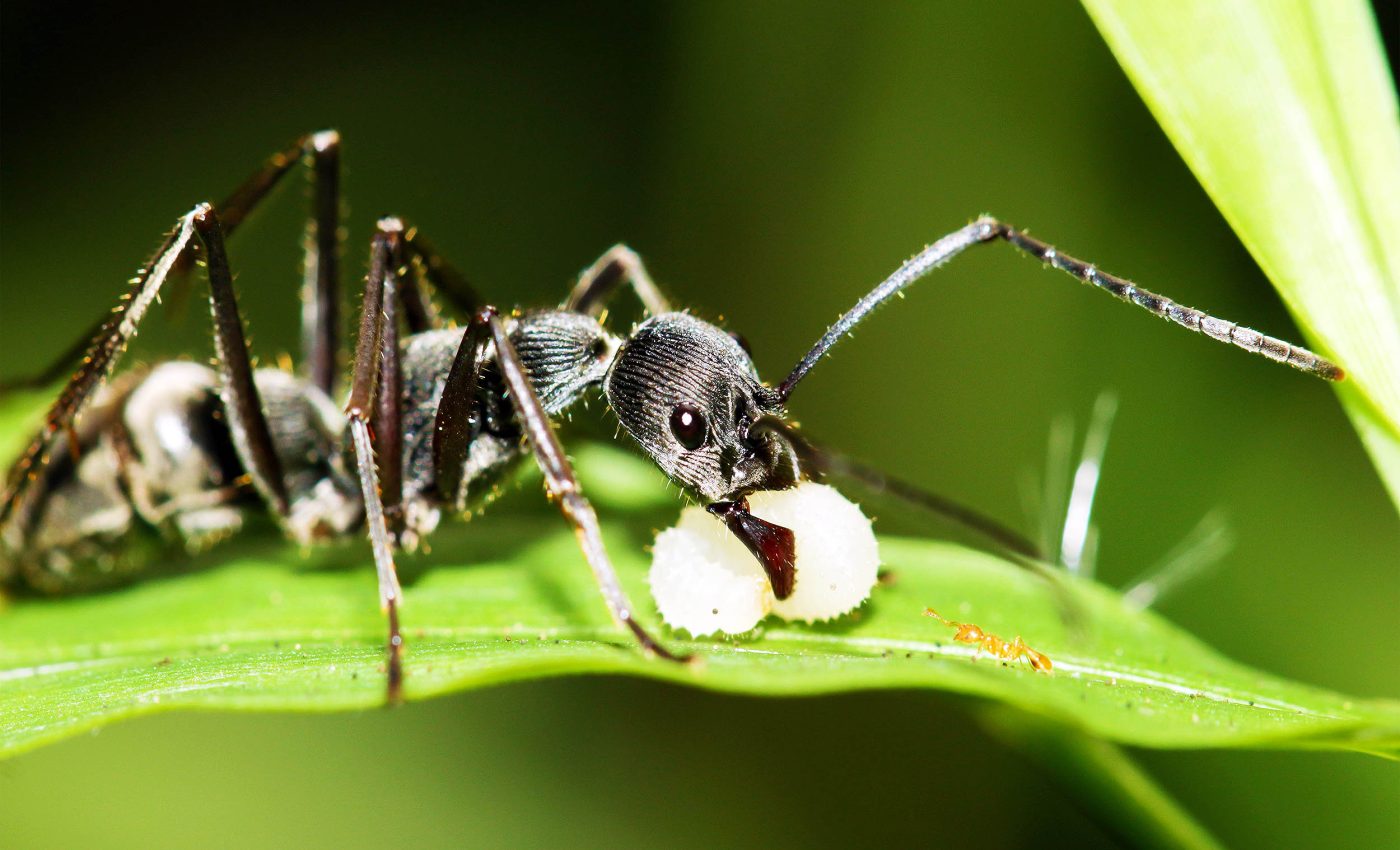 When ants eat or drink caffeine, many interesting things happen