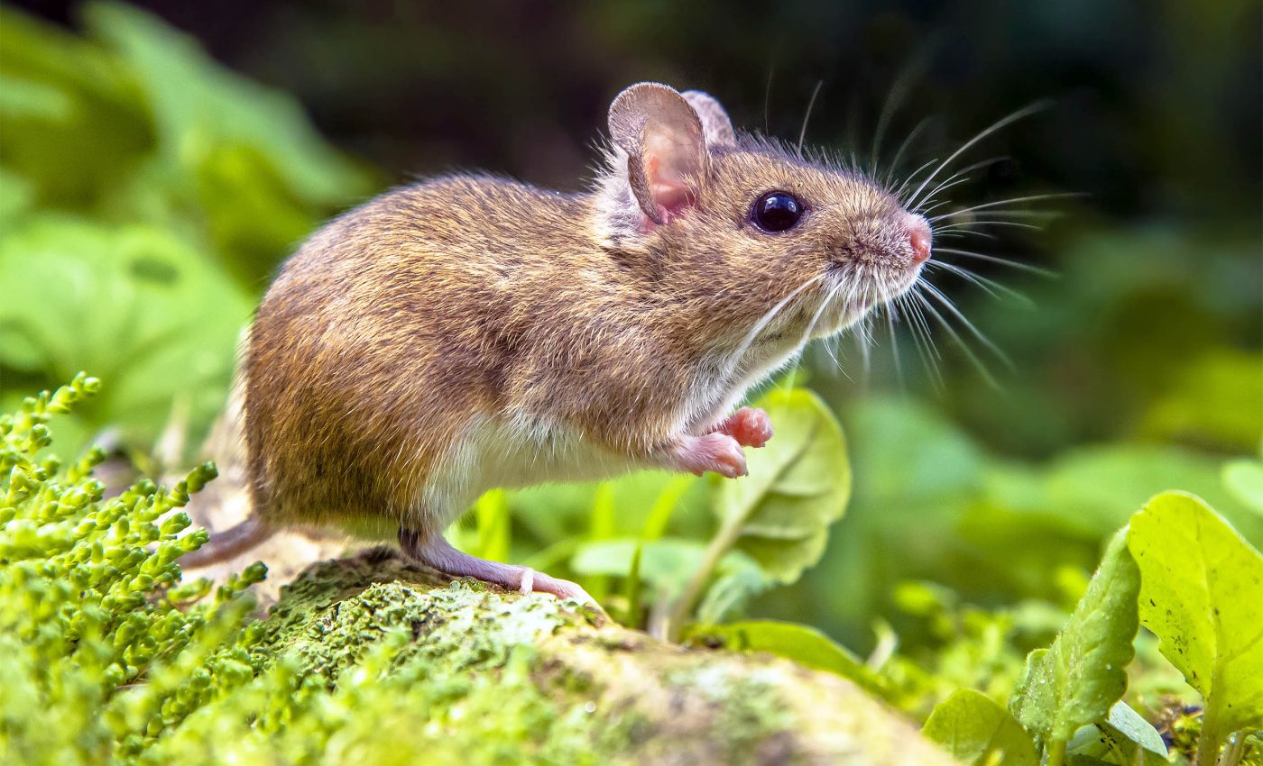 Mouse whiskers can actually "hear" the world by creating internal sounds
