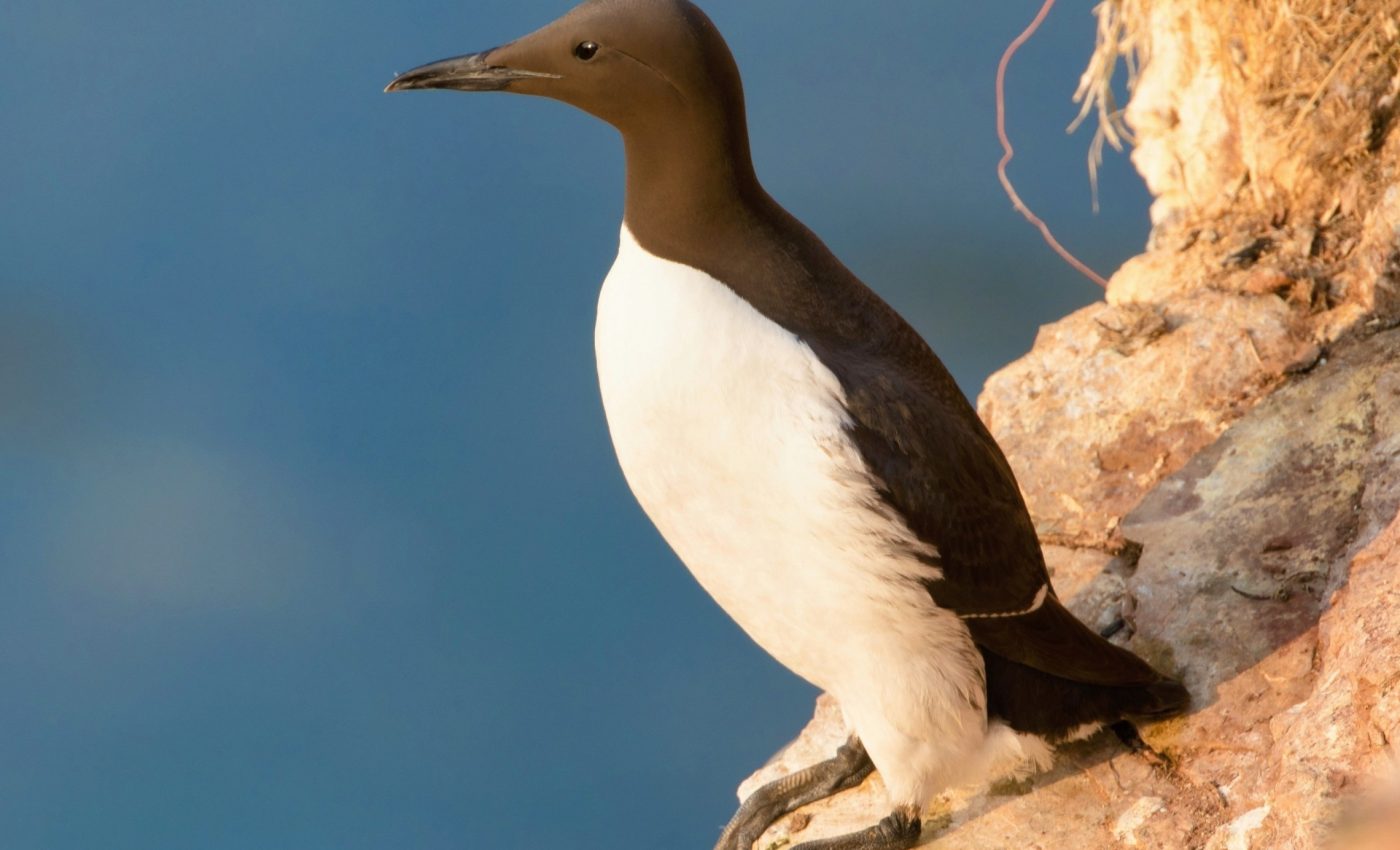 More than 3,500 animal species are directly threatened by climate change