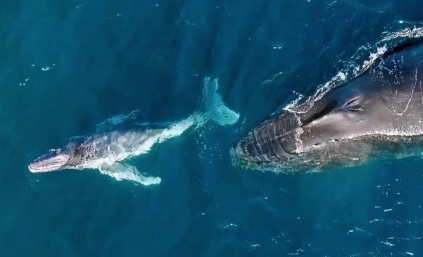 Baby humpback whales are born in places we didn't expect