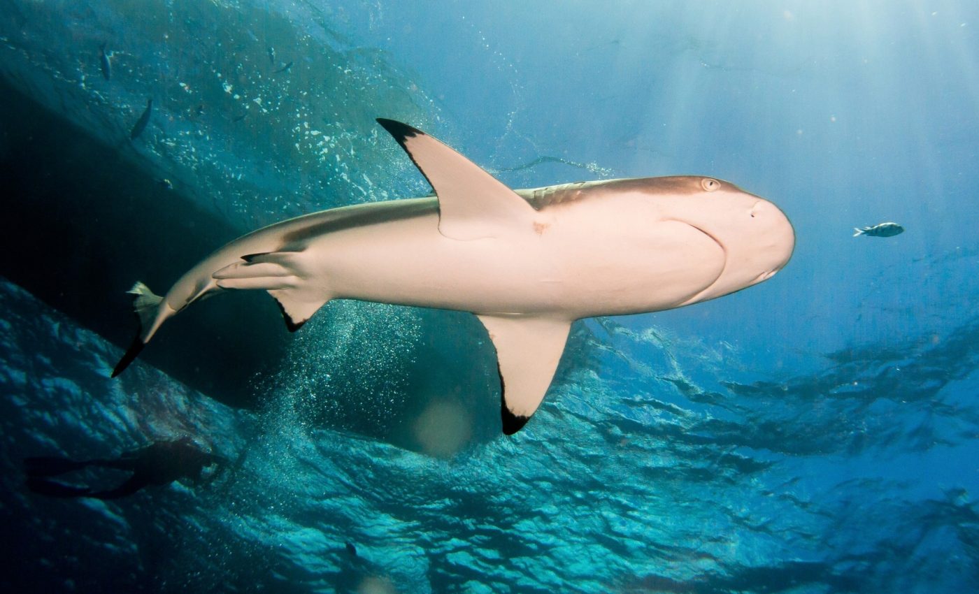 Shark skeletons could lead to technological innovations