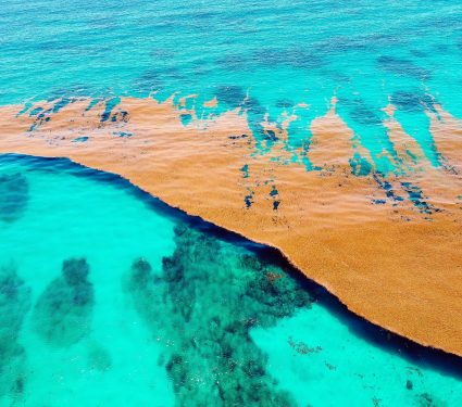 Caribbean,Sea,Covered,By,Sargasso,Algae.,Seaweed,Top,View
