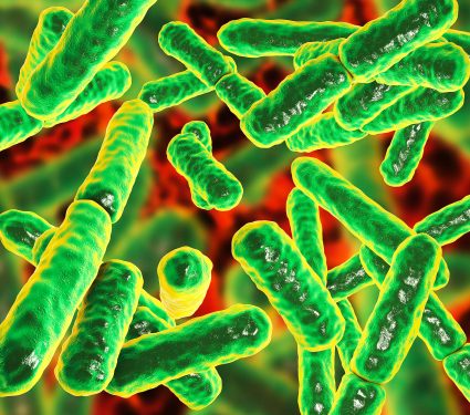 Bacteria,Bifidobacterium,,Gram-positive,Anaerobic,Rod-shaped,Bacteria,Which,Are,Part,Of