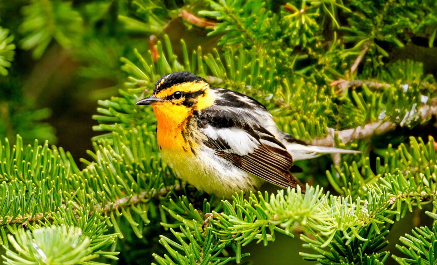 Many forests that benefit people also shelter endangered birds