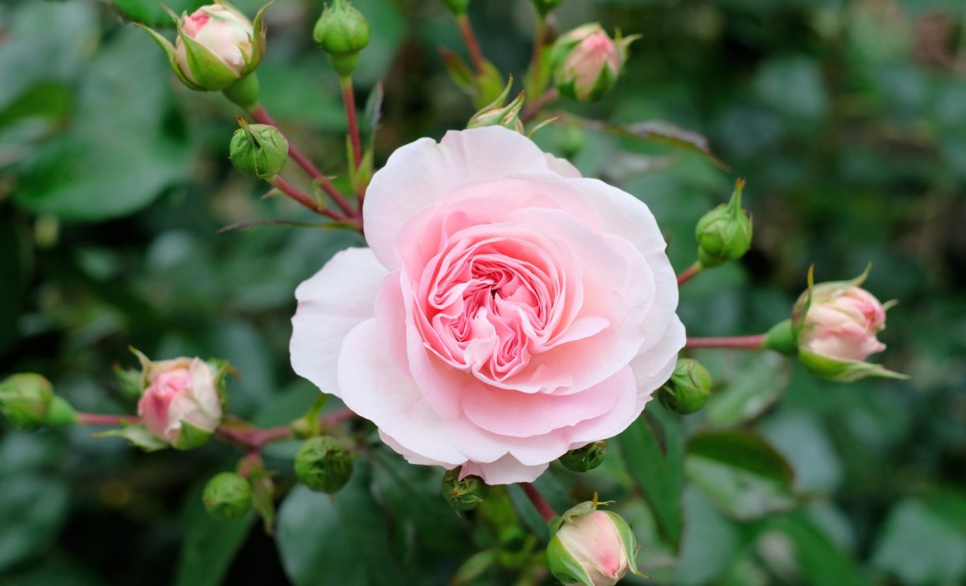 How flowers grow perfectly despite chaotic gene activity