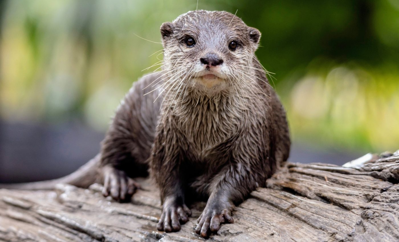 World Otter Day 2025: On the front lines of a habitat crisis