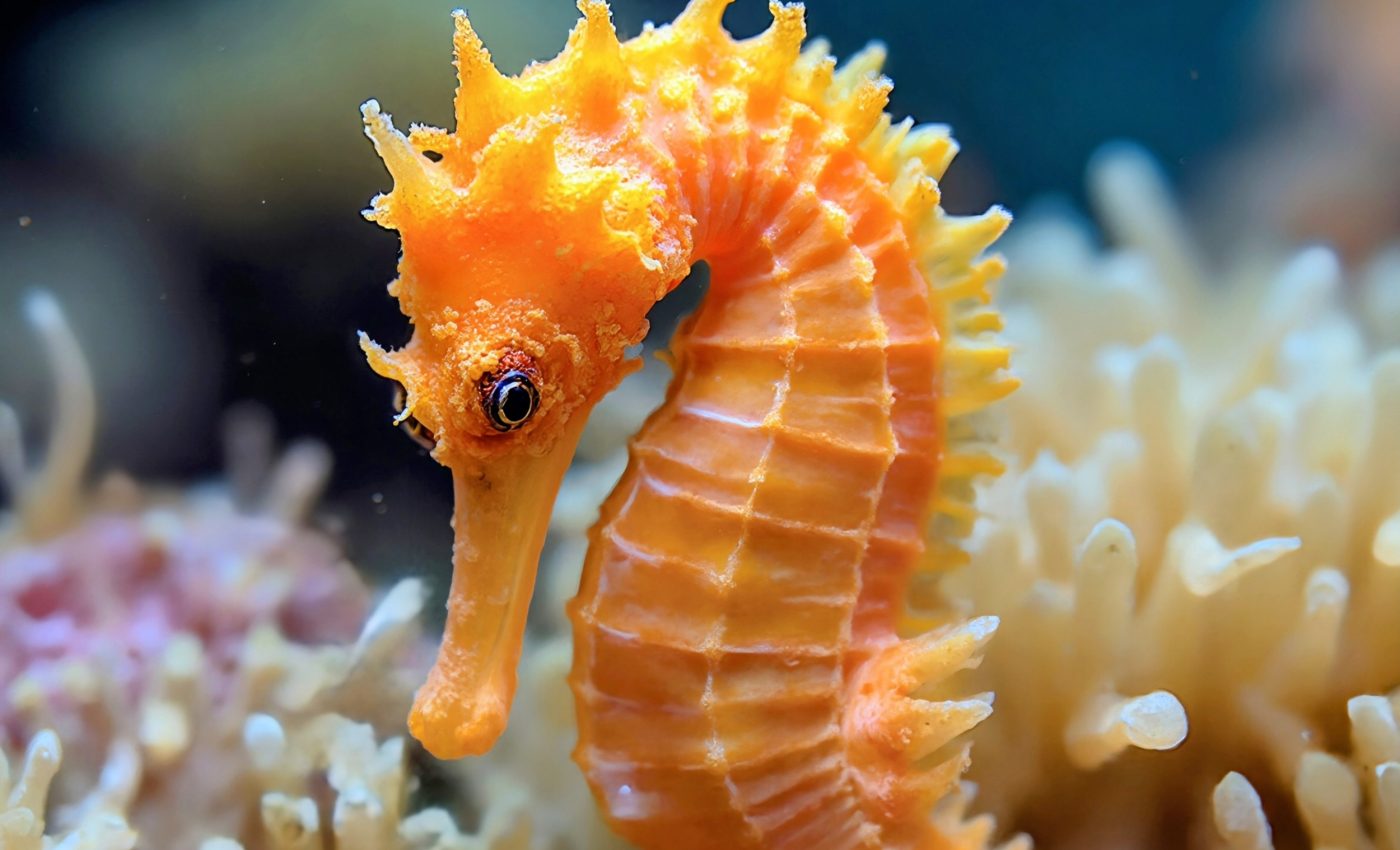 Seahorse smuggling exposed: Millions seized over a decade