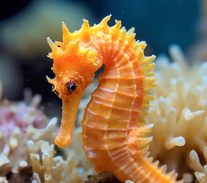 2025/05/Seahorse-snuggling.jpg