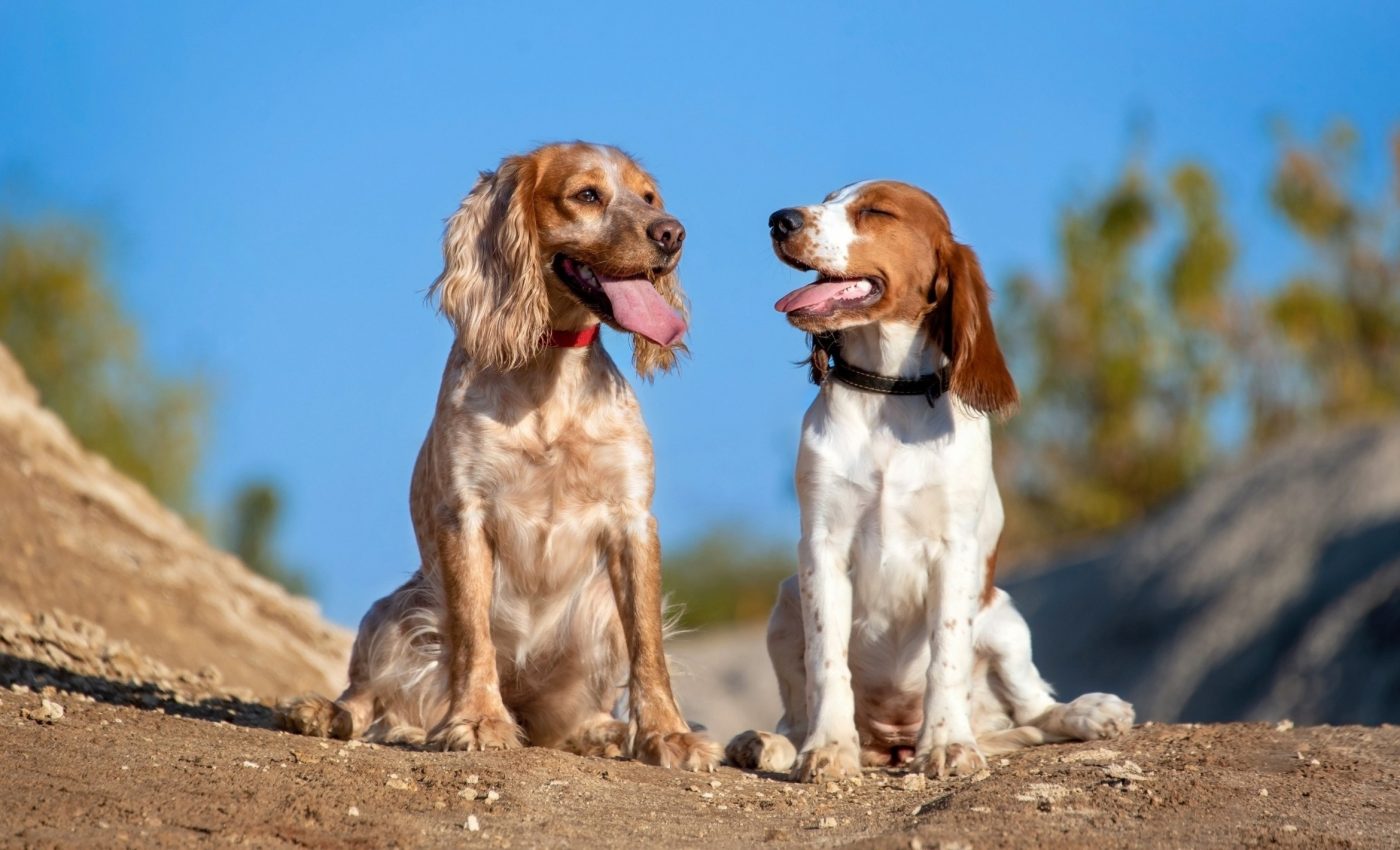 Scientists believe dogs have a hidden language that involves blinking