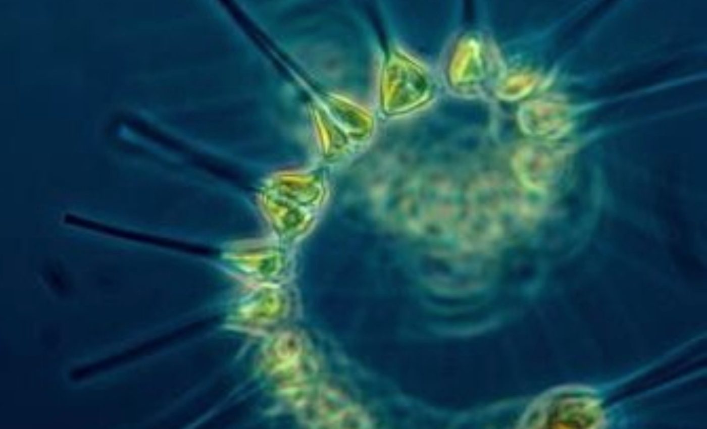 Plankton change their cell chemistry to survive warming oceans