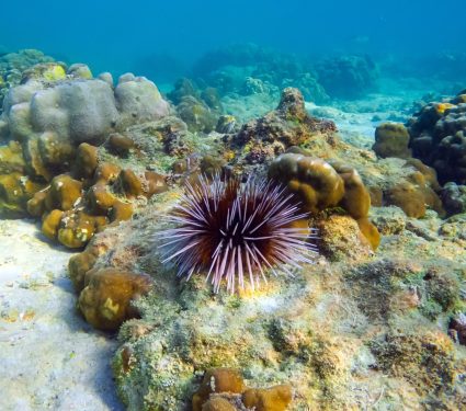 2025/06/Reefs-urchins.jpg