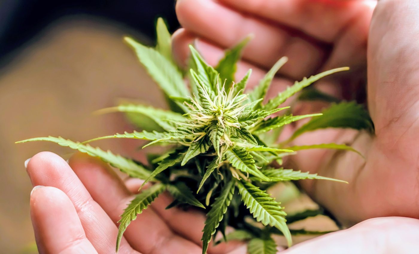 Scientists reveal the most complete cannabis genome yet