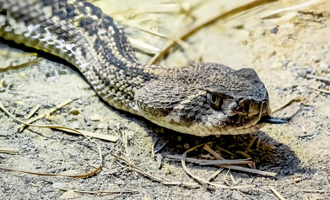 Nature's rodent control system: How puff adders protect crops