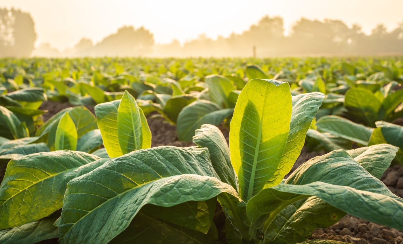 Rapid DNA repair prevents harmful genetic intrusion in plants