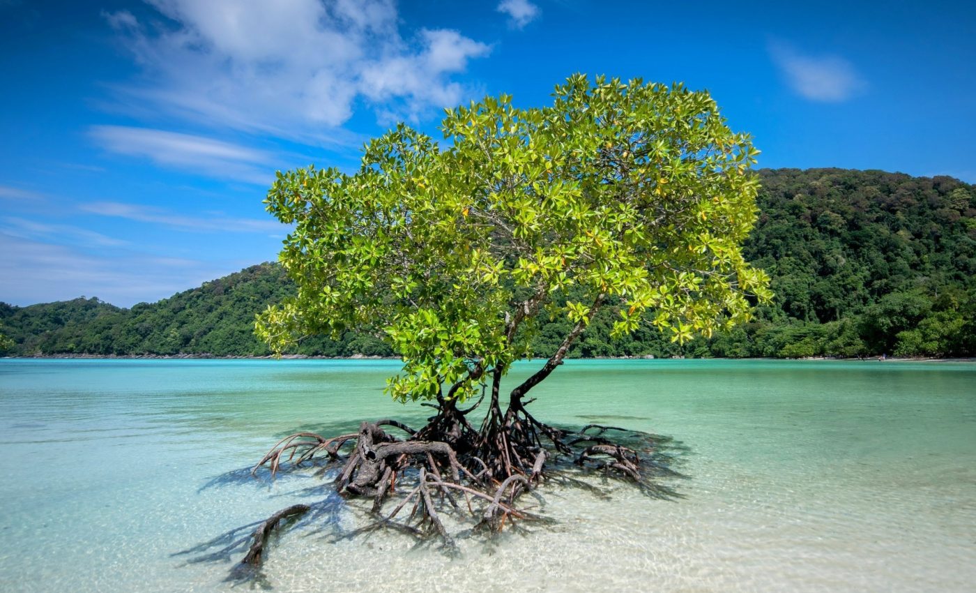 Mangroves can quickly recover carbon lost to climate extremes