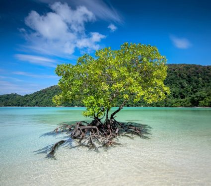 2025/06/Mangrove-climate--1.jpg