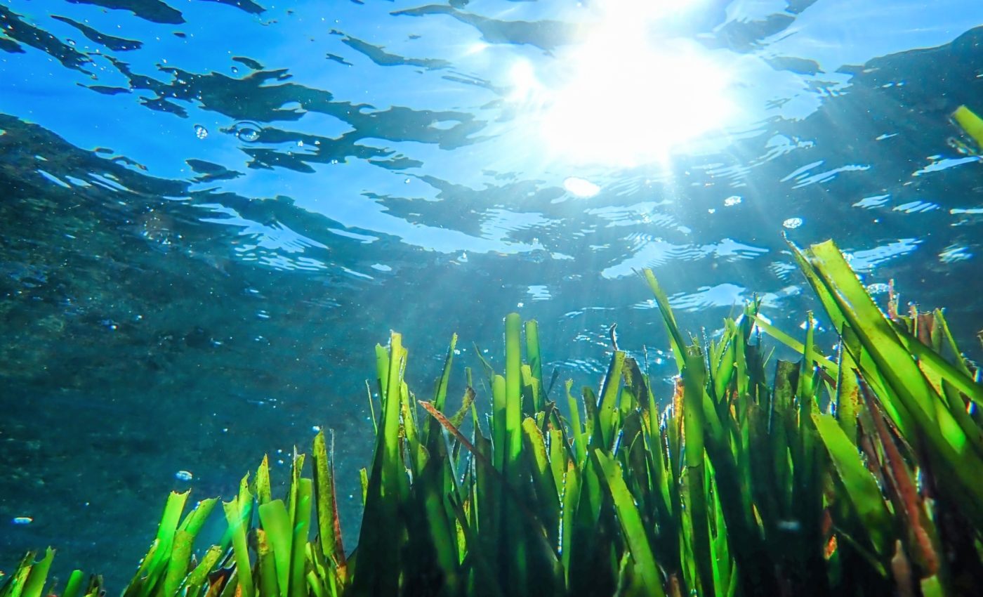 Seagrass bubble sounds can be used to measure carbon storage