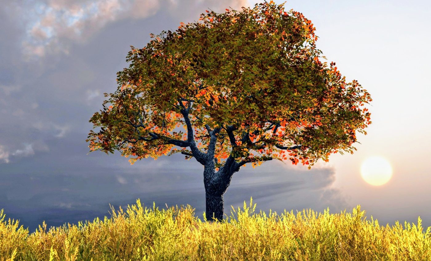 Trees are part of the climate solution - but not the whole answer