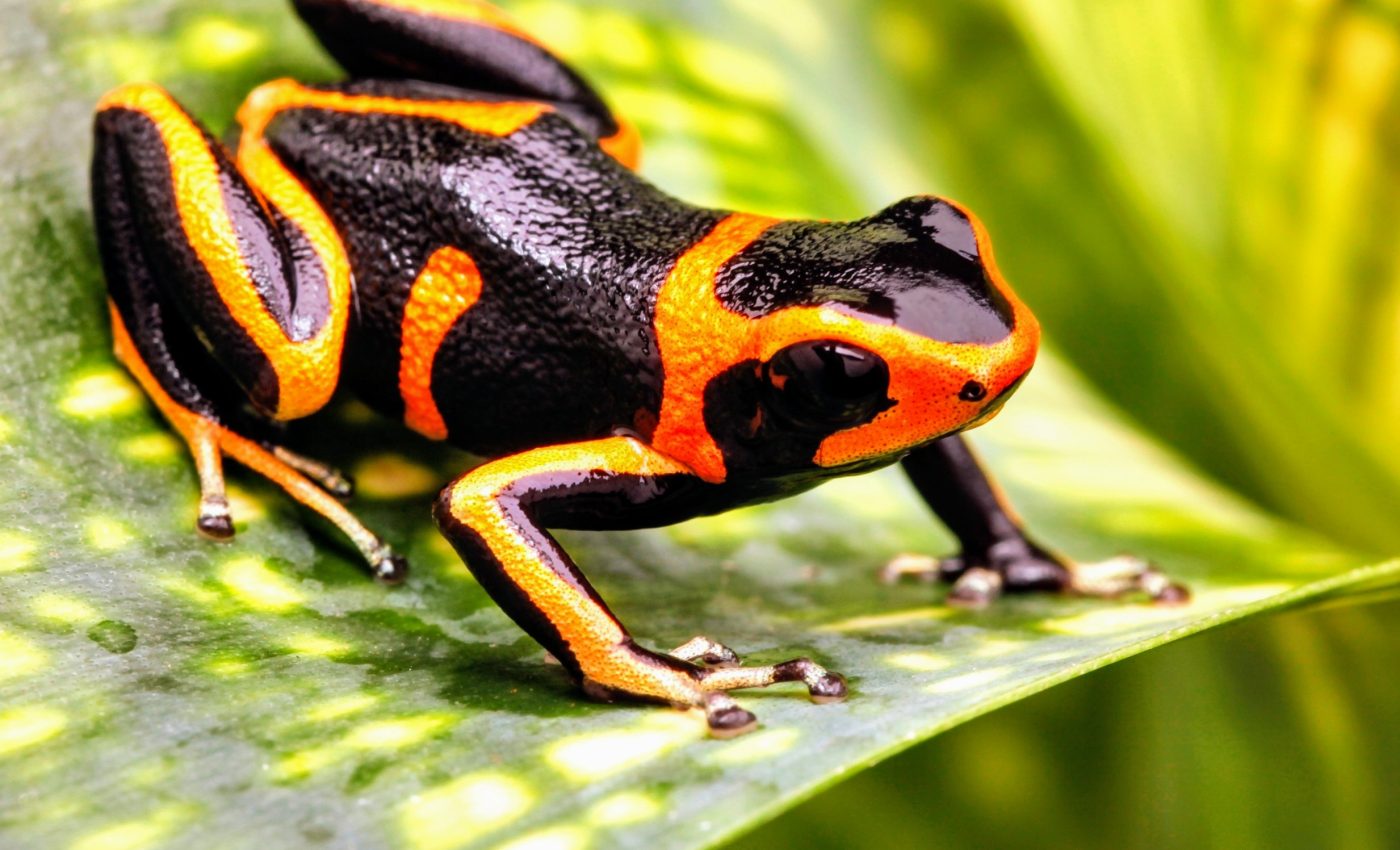 Gold mining causes long-lasting damage in the Amazon rainforest