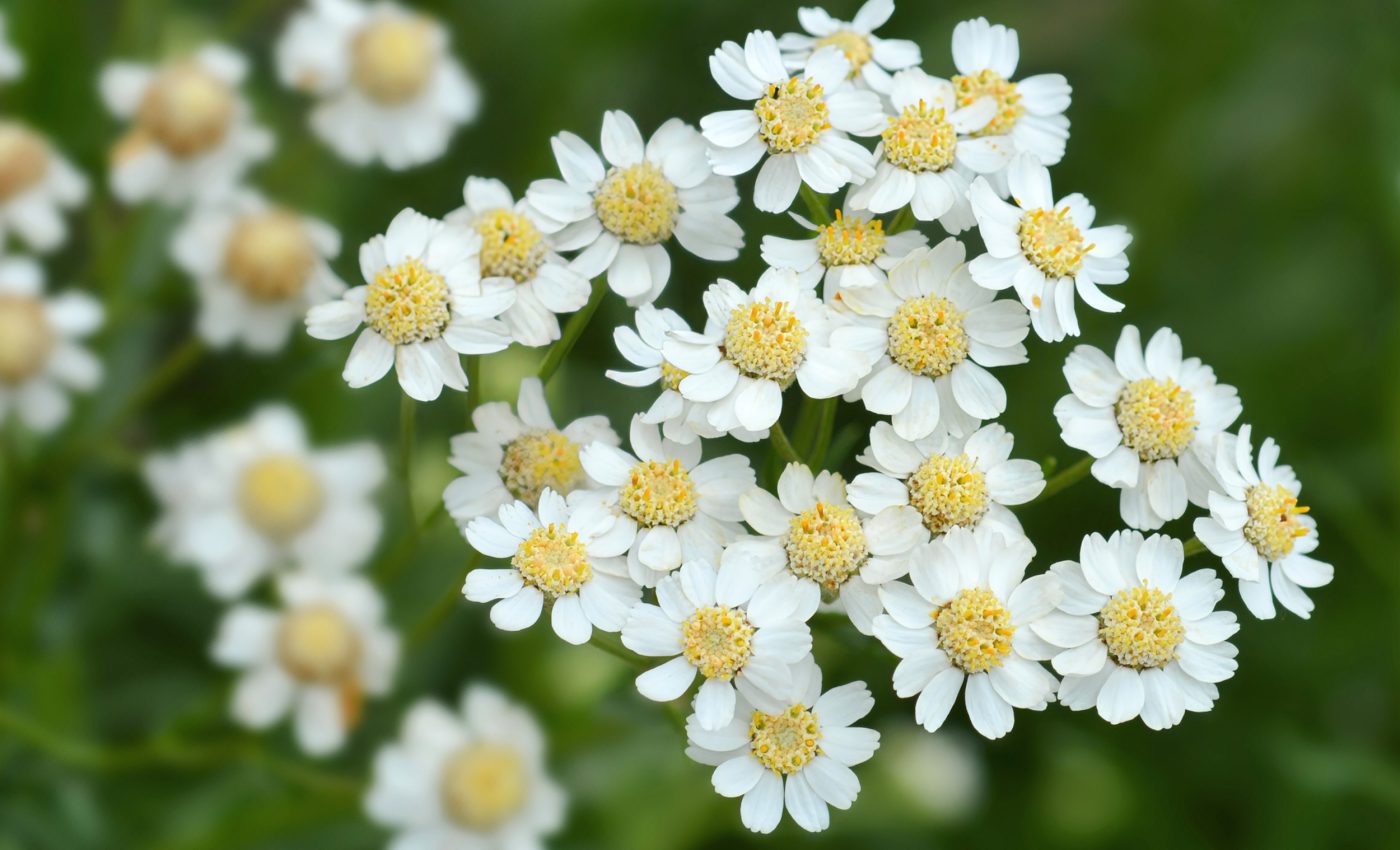 Ancient Arabians used psychoactive herbs to heal and protect