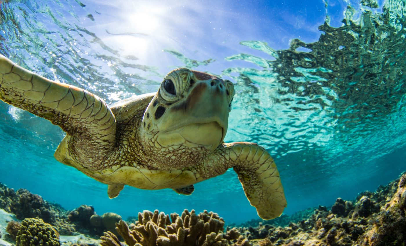 Ancient coral collapse may help save the Great Barrier Reef