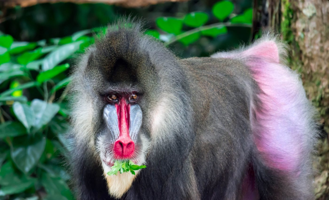 Baboons walk in lines just to stay near their friends