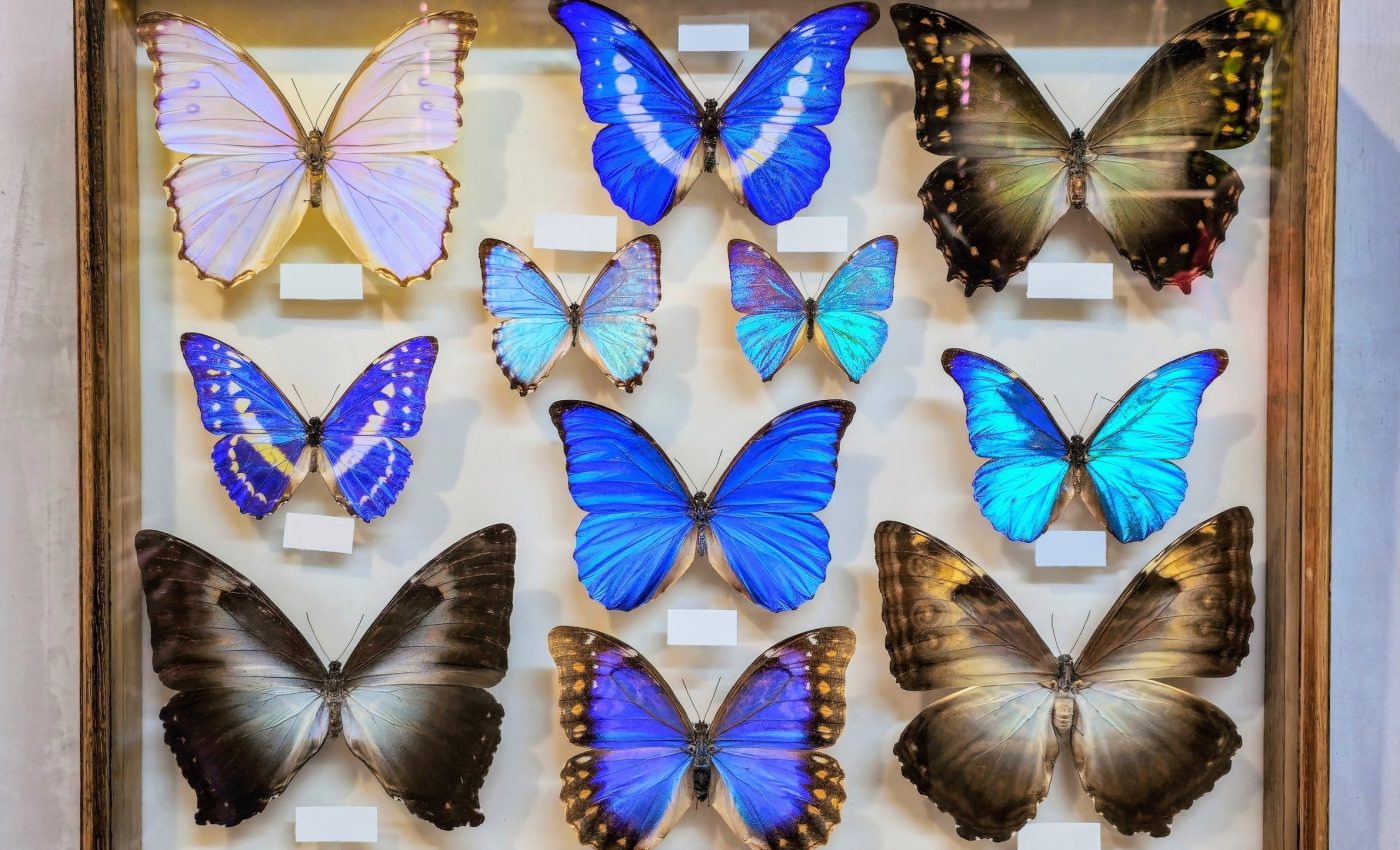 Museum specimens preserve traces of pollution from centuries ago