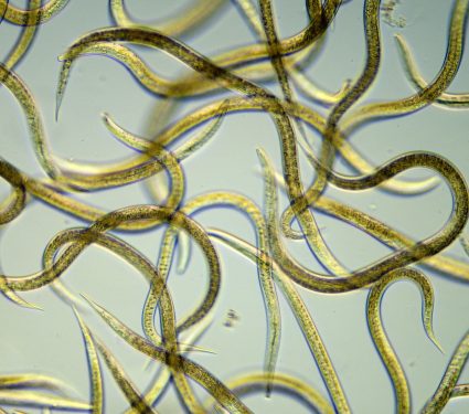 2025/06/nematode-towers.jpg