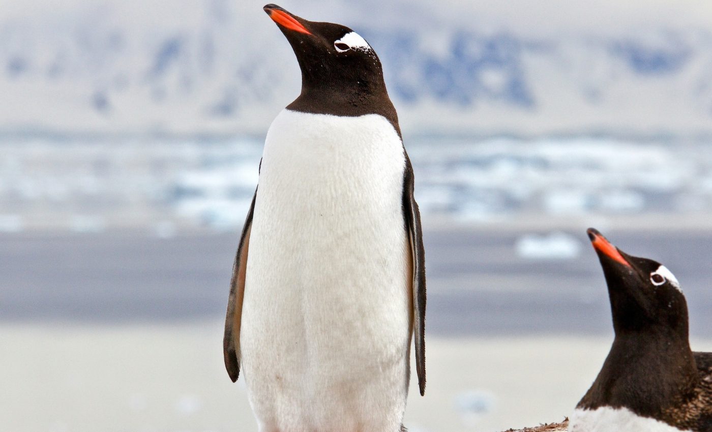 Human noise is disrupting wildlife in Antarctica