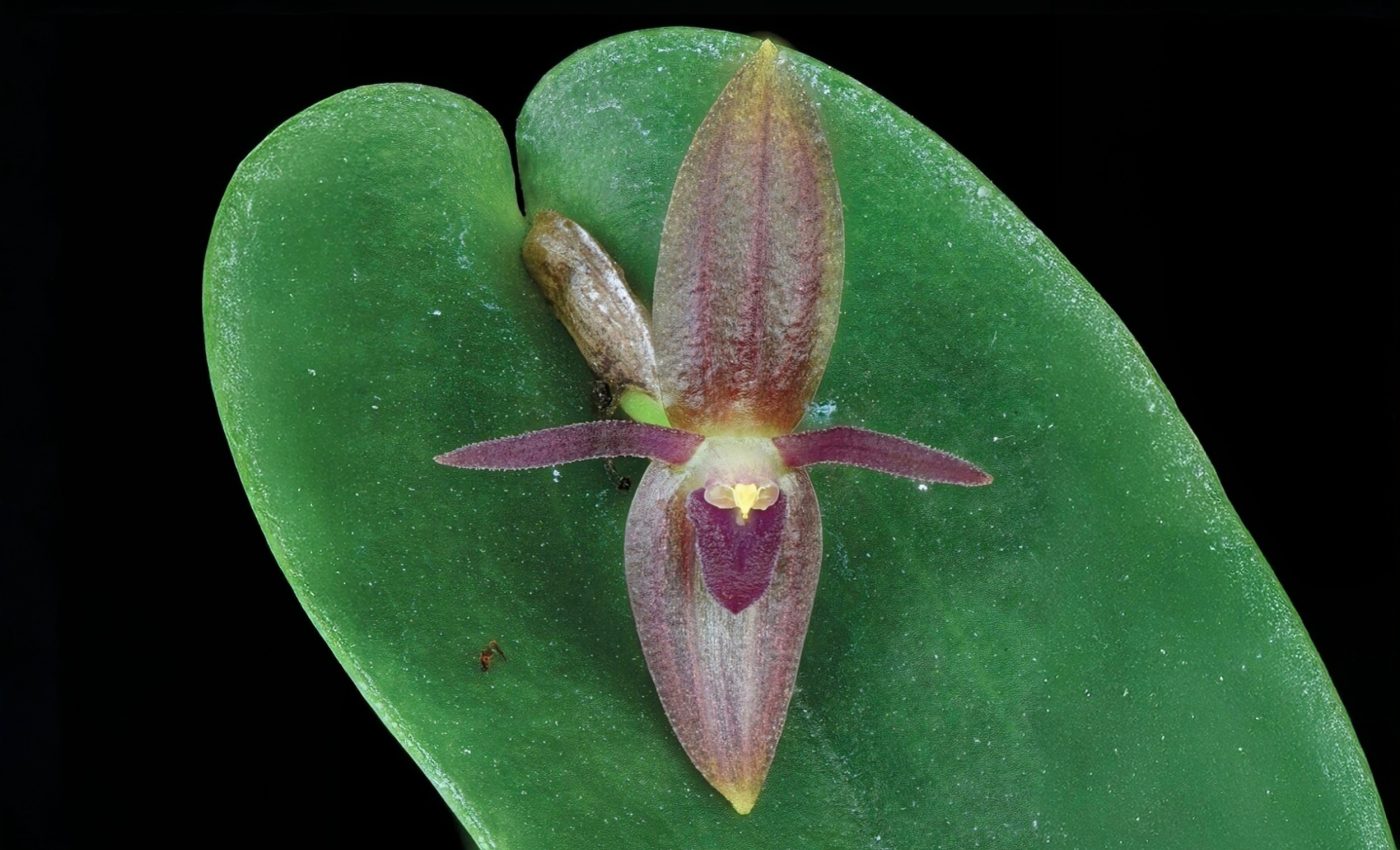 Rare orchids found to clone themselves for survival in the cold