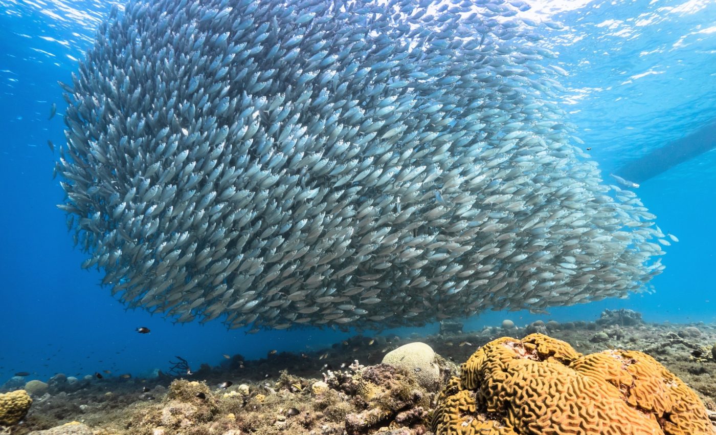 Small fish provide climate-resilient nutrition for a warming world
